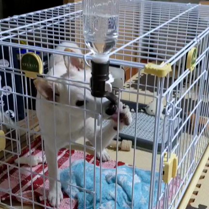 2021ポチャマインと社会の記事動画