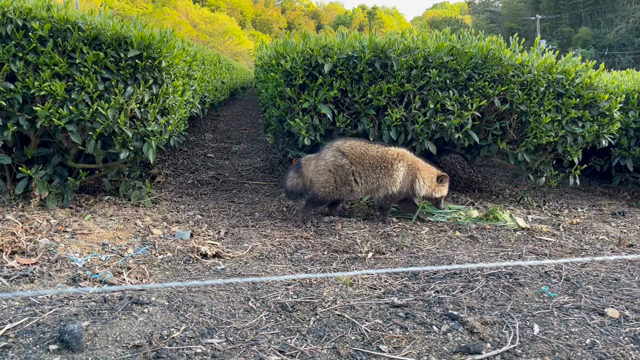 動画(ん？)+の記事動画