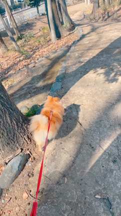 50.4kg  くっきー、ラーメン、タルト、クッキーの記事動画