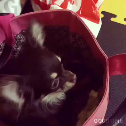 あと2日◝( ﾟｰﾟ)◟◝( ｡_｡)◟◝(●˙꒳˙●)◜の記事動画