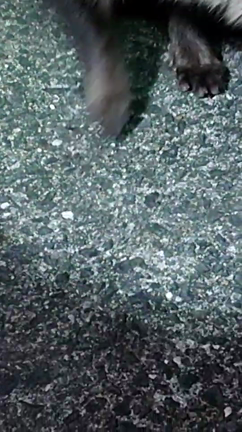 令和狸合戦ぽんぽこ②の記事動画