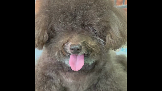 今日のワンコの記事動画