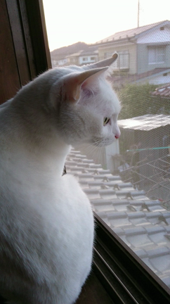 ハナさん動画  ２階の窓辺から part1の記事動画