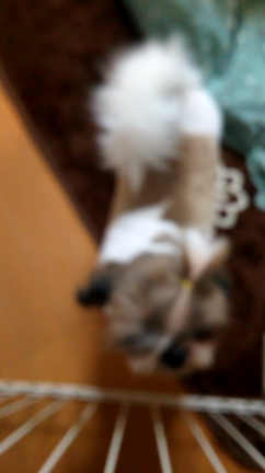 ミントの記事動画