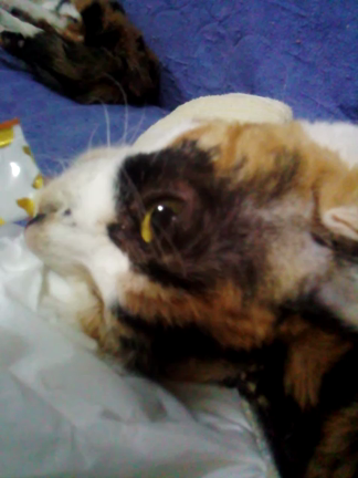 一年の記事動画