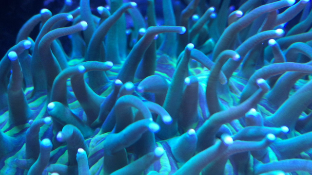 寂しくなったユラユラ水槽の記事動画