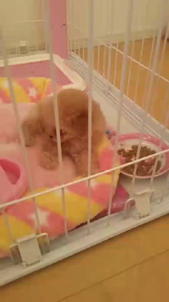 ティーカッププードルのリリーです。会いに来てくださいね(*´꒳`*)の記事動画