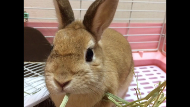 ルノぽん♪♪お誕生日おめでとうの記事動画