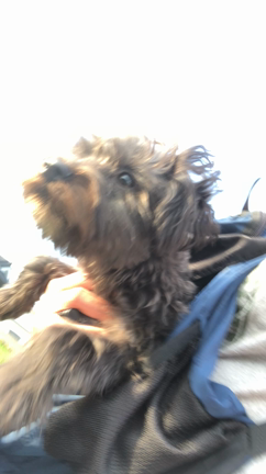 お散歩♩¨̮⑅*の記事動画