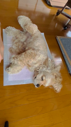 4ヶ月も経っちゃった(^^;)の記事動画