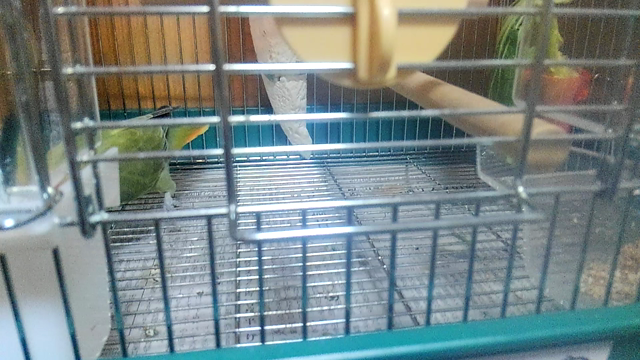 春の訪れ☆の記事動画