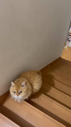 きっと夫より待ってくれてるの記事動画