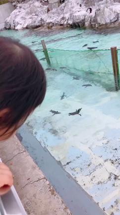 水族館デビューの記事動画