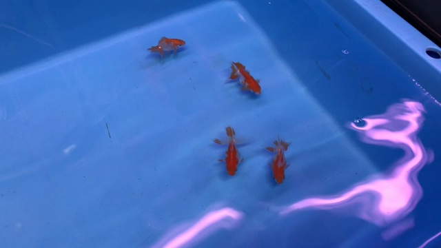 金魚 メダカ らんちゅう オランダ 土佐金 メダカセール特価中 お手頃