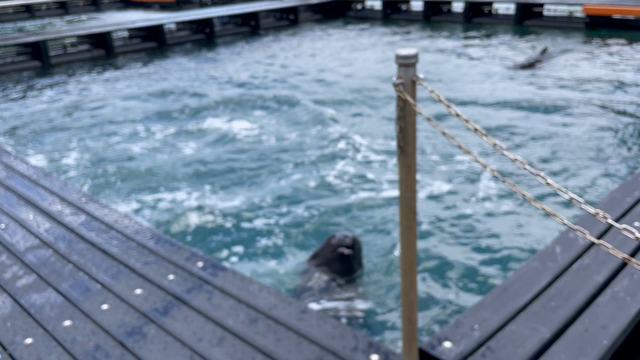 速玉大社　2/2の記事動画