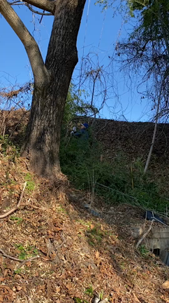 1/12竹林整備(1日目）の記事動画