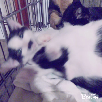 ☆ き ょ う の ぽ む ☆の記事動画