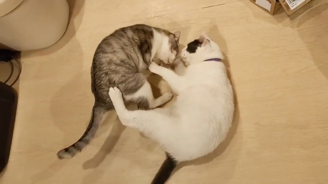 代表判断で元祖猫ハウスを晒します‼️‼️の記事動画