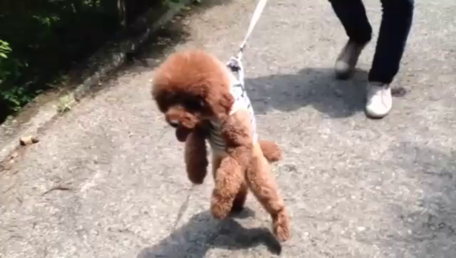 二足歩行犬動画集。。。の記事動画