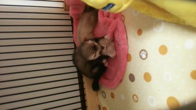 耳しゃぶりの記事動画