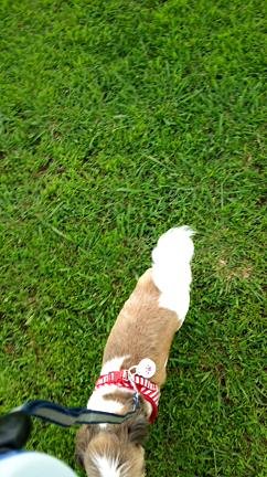 散歩嫌いの記事動画