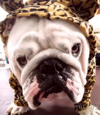 親分新年の挨拶の記事動画