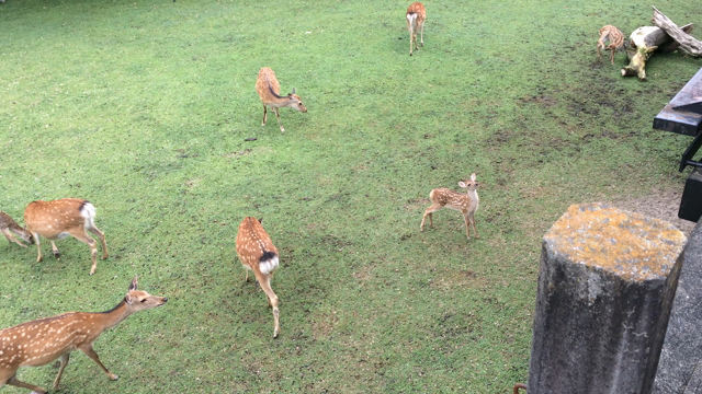 鹿の鳴き声の記事動画