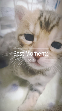 ベンガル子猫特集(*´ω｀*)♪の記事動画