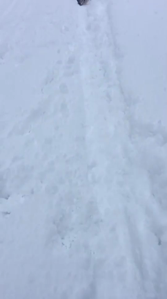犬は喜び庭かけまわり...の記事動画