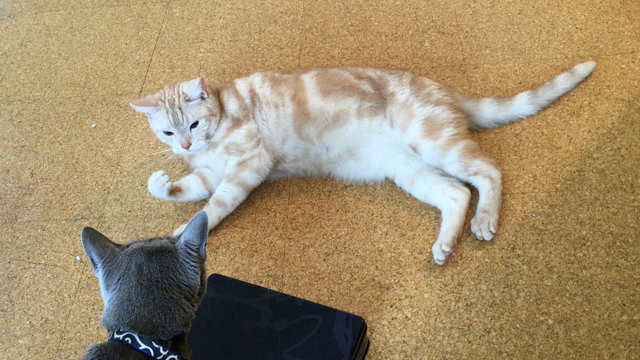 悪〜い顔の記事動画