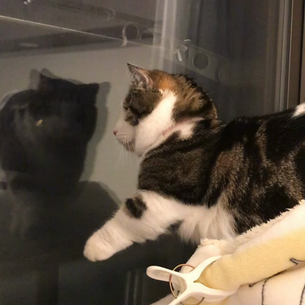 黒いアイツ「Ｇ」をアロマでなんとかしたいときには・・・の記事動画