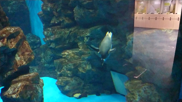 下関海峡館の記事動画