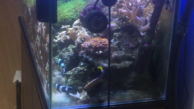 インドニシキの餌付けの記事動画