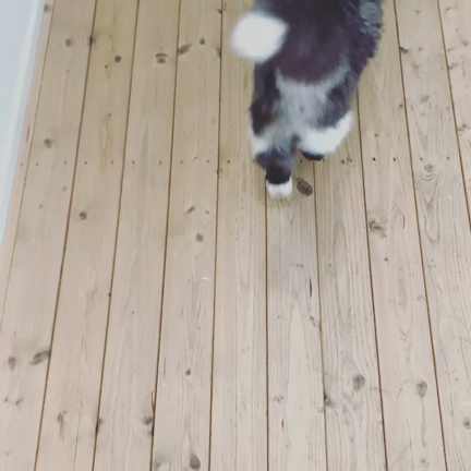 かわいいしっぽに癒される。の記事動画