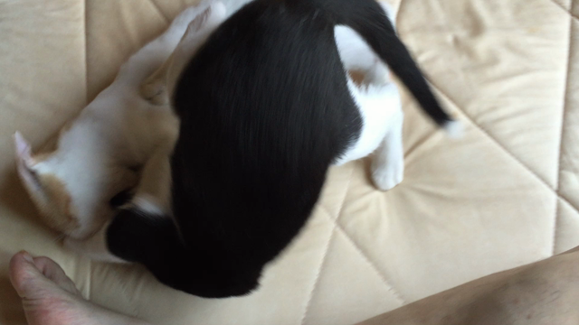 決闘の記事動画