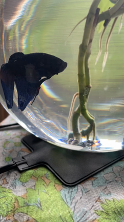 今日もしんちゃんは　年の瀬の記事動画