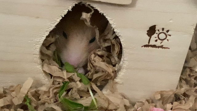 訓練士の女房2601の記事動画