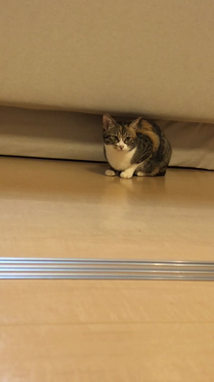 毛を剃ると濃くなるの？そんなことよりも…の記事動画