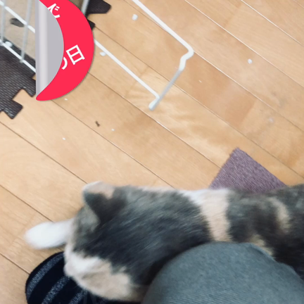 保護猫の記事動画