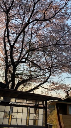 ☆バルンバルンの森☆ツリーハウス☆の記事動画