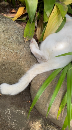 出世の石段の記事動画