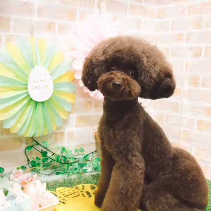 カメラポーズ！モデルさん気取りの記事動画