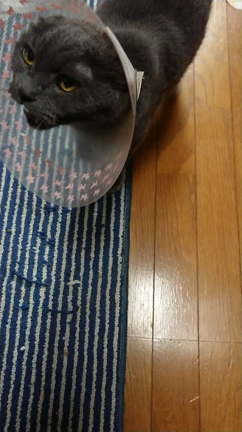 トロッ♥️の記事動画