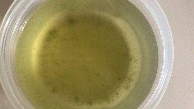 The daphnia ②の記事動画