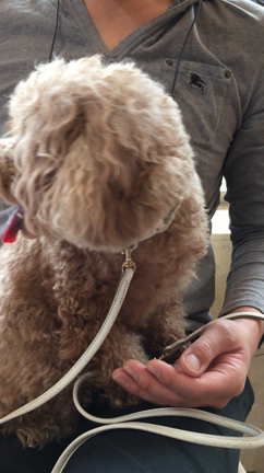 動画投稿の練習・・・(^_^;)の記事動画