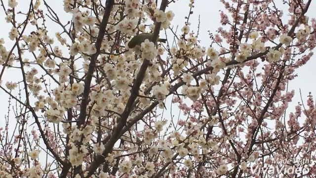春を感じる☺️の記事動画