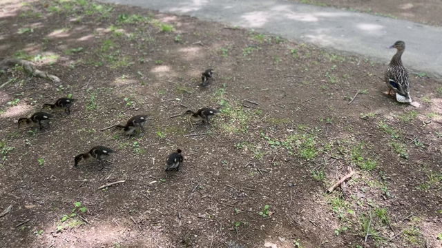 円山公園のオシドリ親子さんの記事動画
