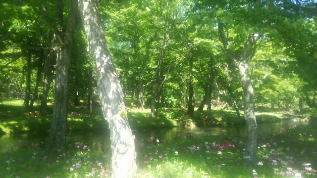 日光☆クリンソウを愛でる♡の記事動画