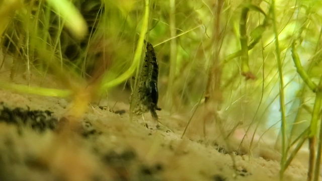 【日常】黒いエビがおったよ！の記事動画