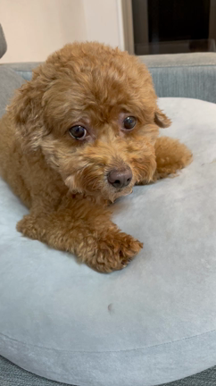 【てんたん】ささみを使っておやつの記事動画